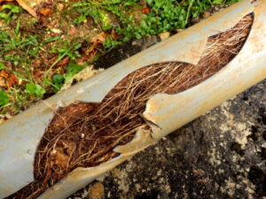 Roots growing through cracks inside a PVC sewer pipe, showing severe root intrusion blocking the drainage line.